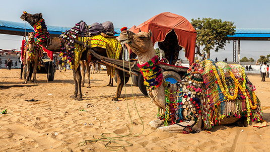 pushkar-camel-fair-body