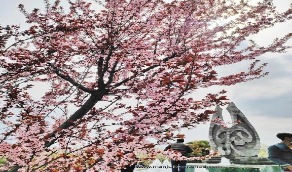 almond-blooms-in-badam-vaer-garden-in-srinagar7-popular