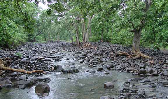 panna-national-park-rural-body