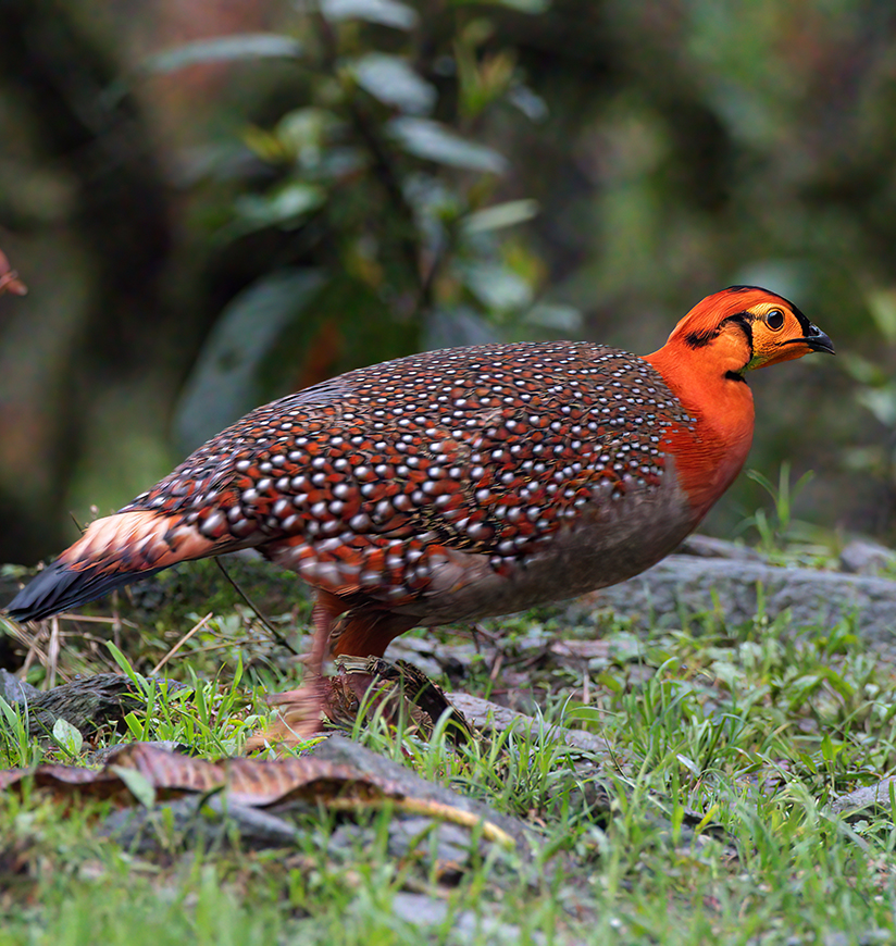 Blyth's tragopan