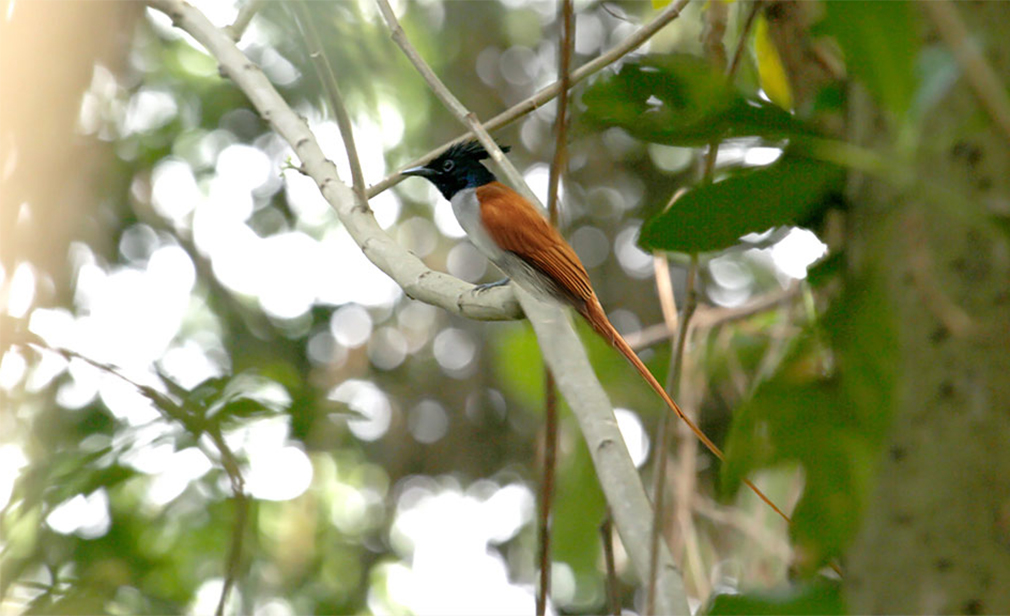 mangalavanam-bird-sanctuary-kadamakkudy