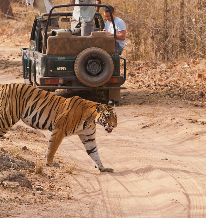 Namdapha National Park's unique biodiversity