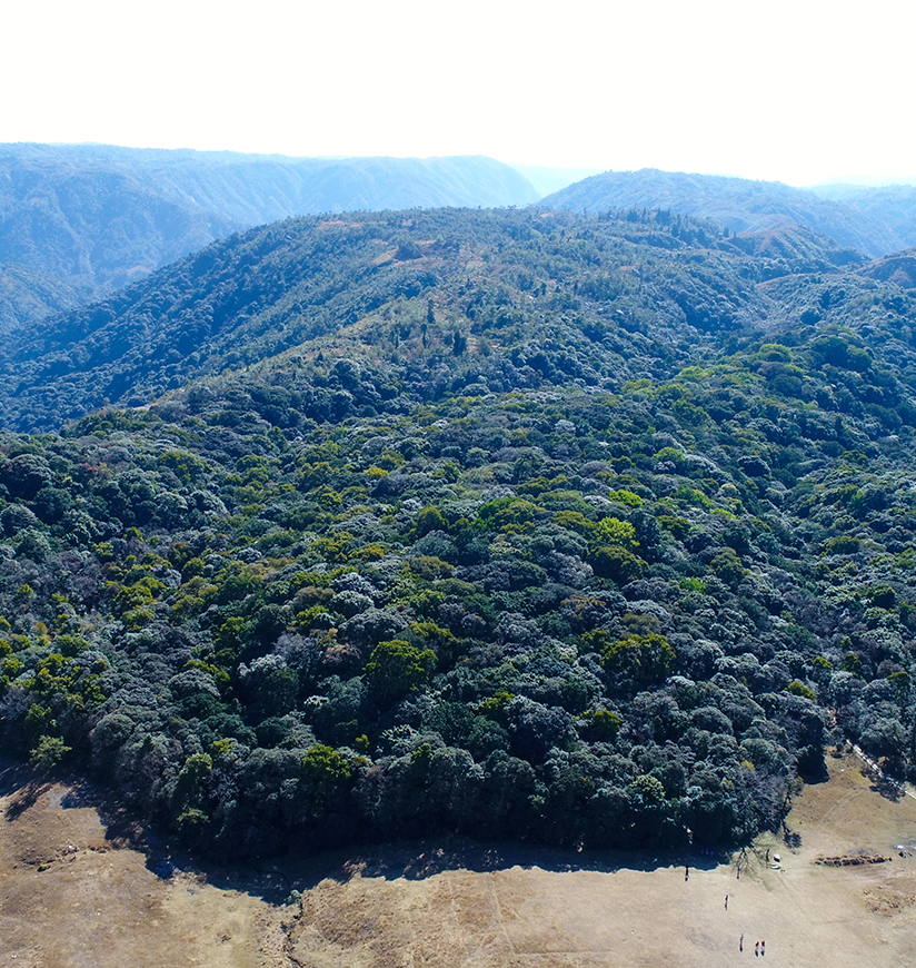 sacred-grove-shillong-meghalaya-rural