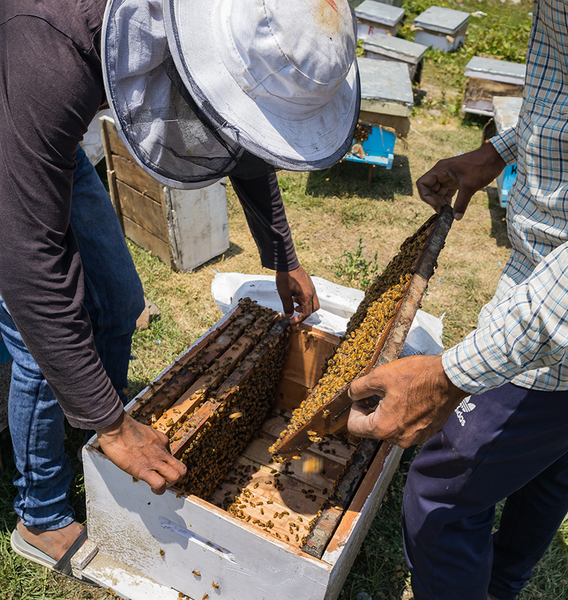 honey-vilage-patgaon-rajasthan-rural-ff