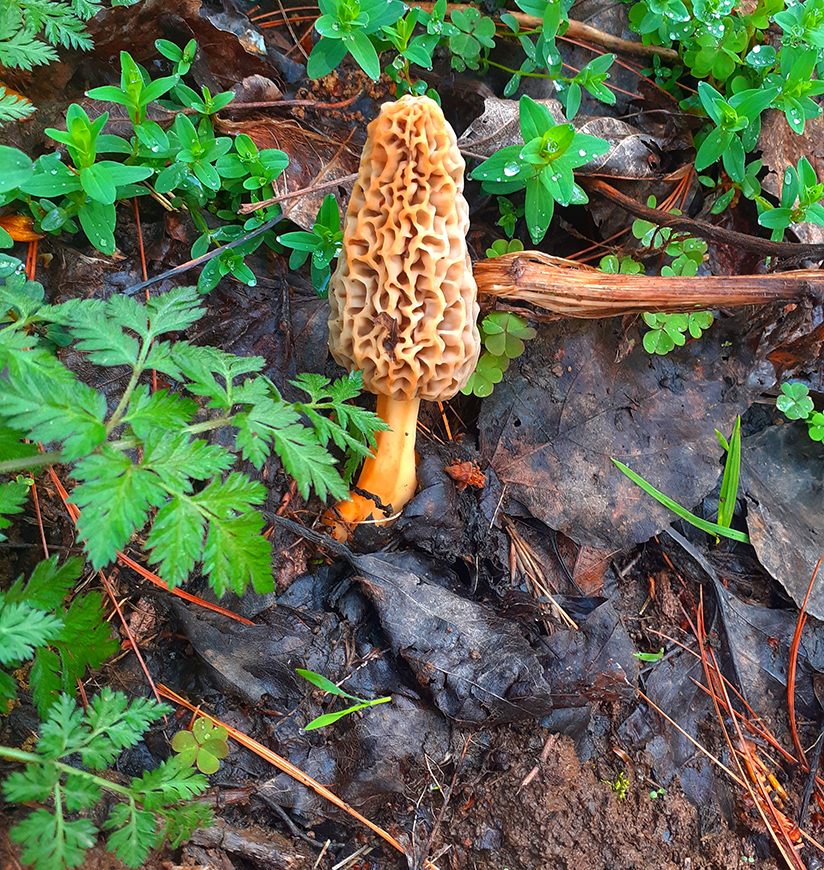 gucchi-mushroom-rural-ff