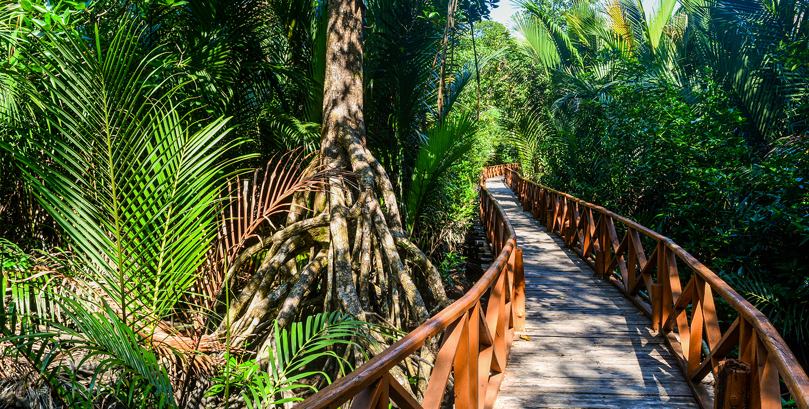 Dhani Nallah is a nature walkway and beach on the outskirts of Rangat, Middle Andaman Island, in the Andaman Islands. It is a 700 m wooden boardwalk through Mangroves. 