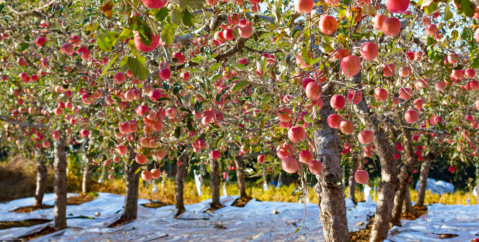 Ripening of red apples with aluminium paper, orchard in South Korea countryside