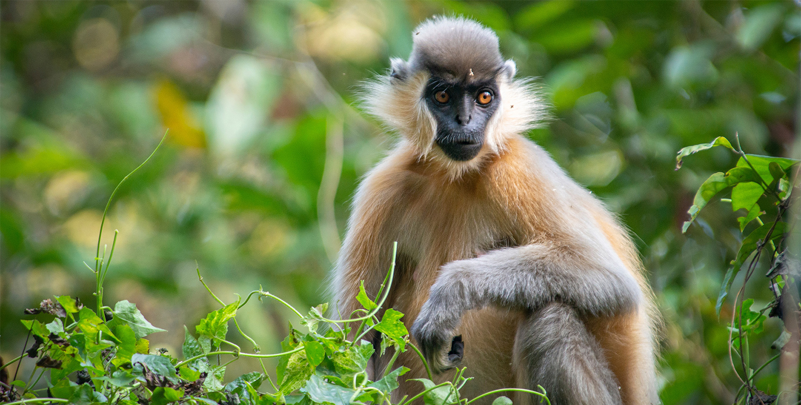 gibbon-wildlife-sanctuary-jorhat-4