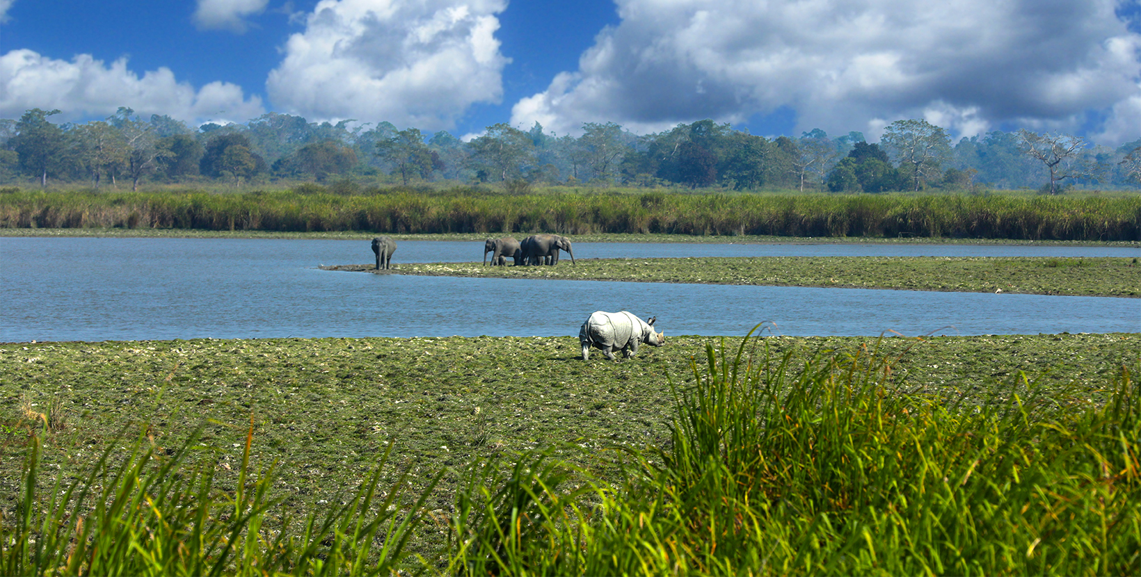 kaziranga-national-park-2