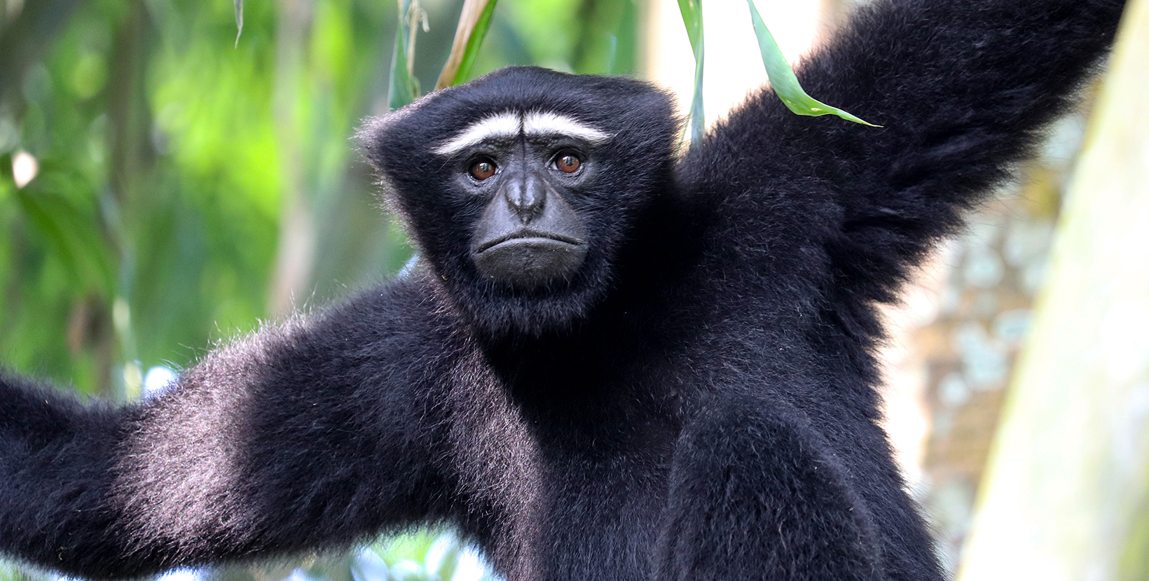 Male Hoolock Gibbon at Barekuri village, Assam. 