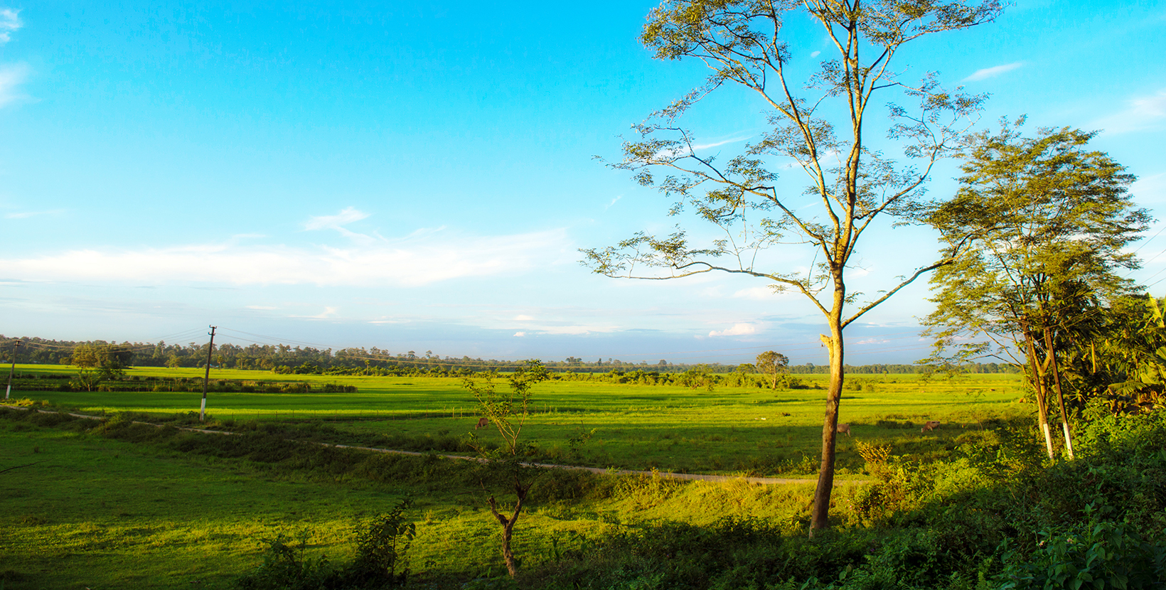 I remember the summer in the quaint town of digboi in the far northeastern part of India, Assam. With lush green fields all around, everytime I look at this photograph I go back to my lands.