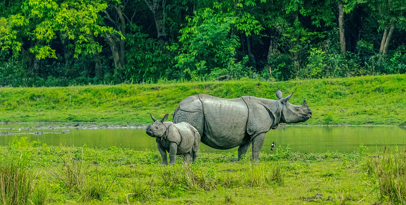 Indian Rhino and Baby Rhino at Kaziranga National park