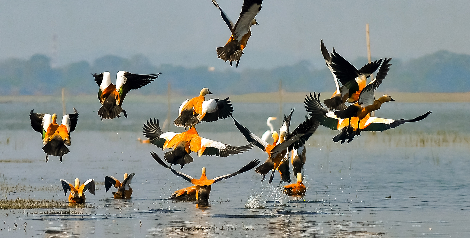 Brahmini duck in flight at deepor bill of Assam.