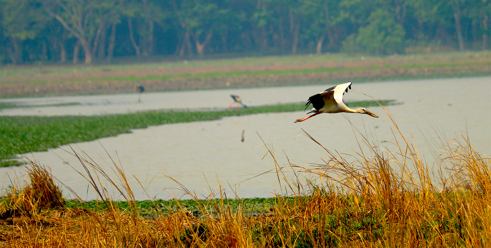 Pobitora Wildlife Sanctuary(Guwahati): A nurturer in Assam of rarest animal