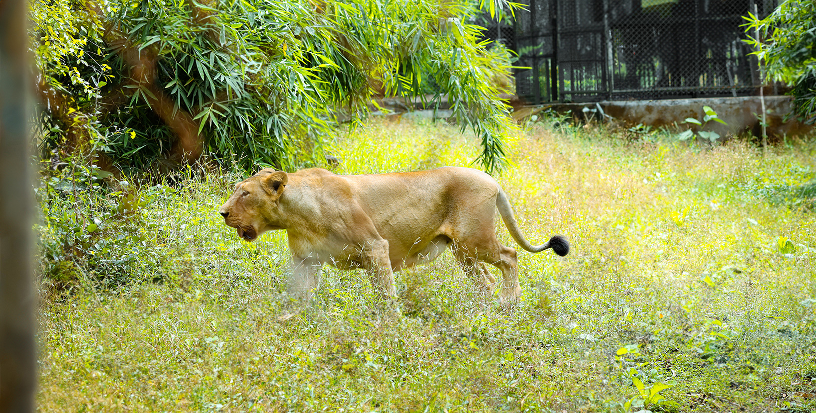 vasona-lion-safari-park-1