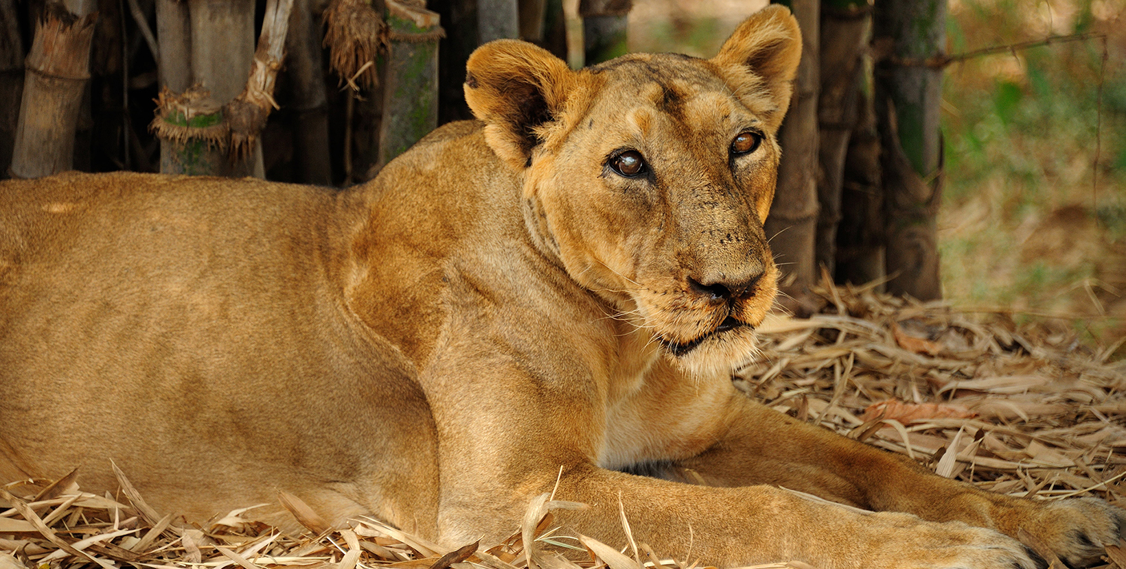 vasona-lion-safari-park