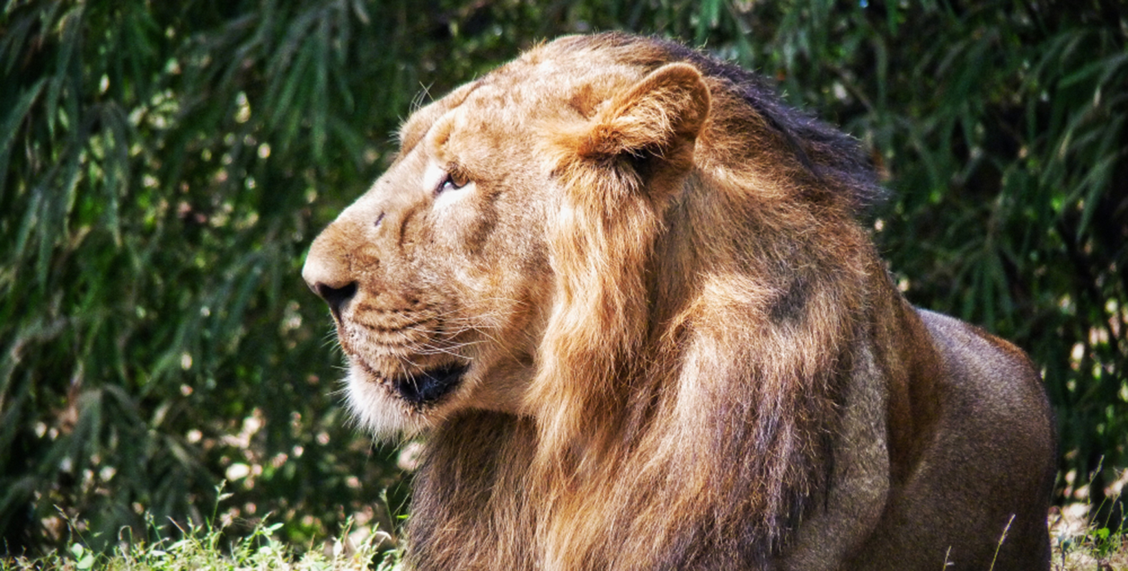 A majestic lion resting on a sunny afternoon in the Vasona Lion Sanctuary of Silvassa, Dadra and Nagar Haveli, India