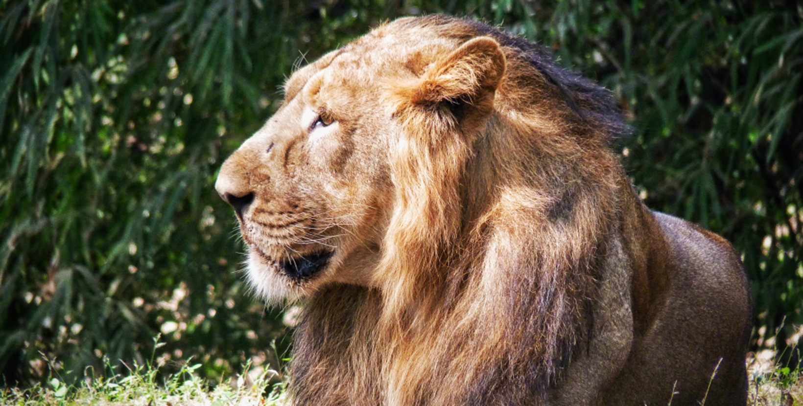 A majestic lion resting on a sunny afternoon in the Vasona Lion Sanctuary of Silvassa, Dadra and Nagar Haveli, India