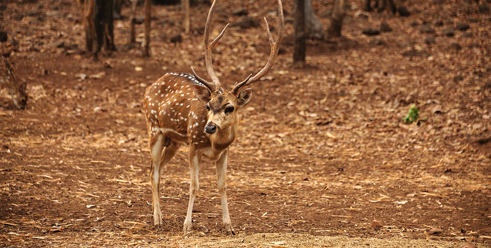 satmaliya-deer-park3