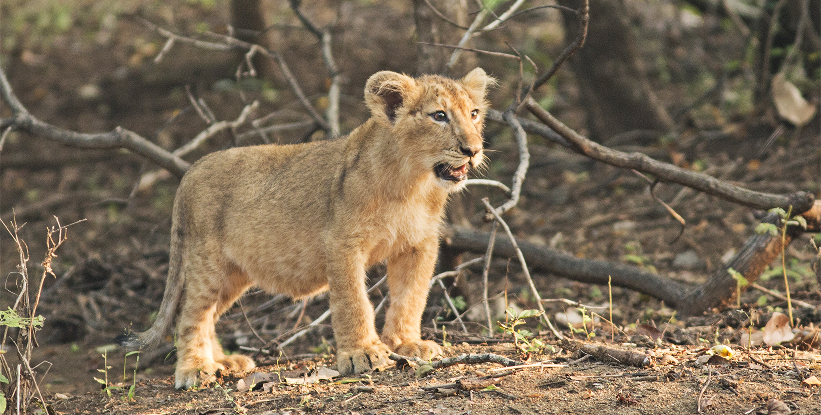 Asiatic Lion Cub from Gir Sanctuary and National Park, Sasan, Gujarat, India