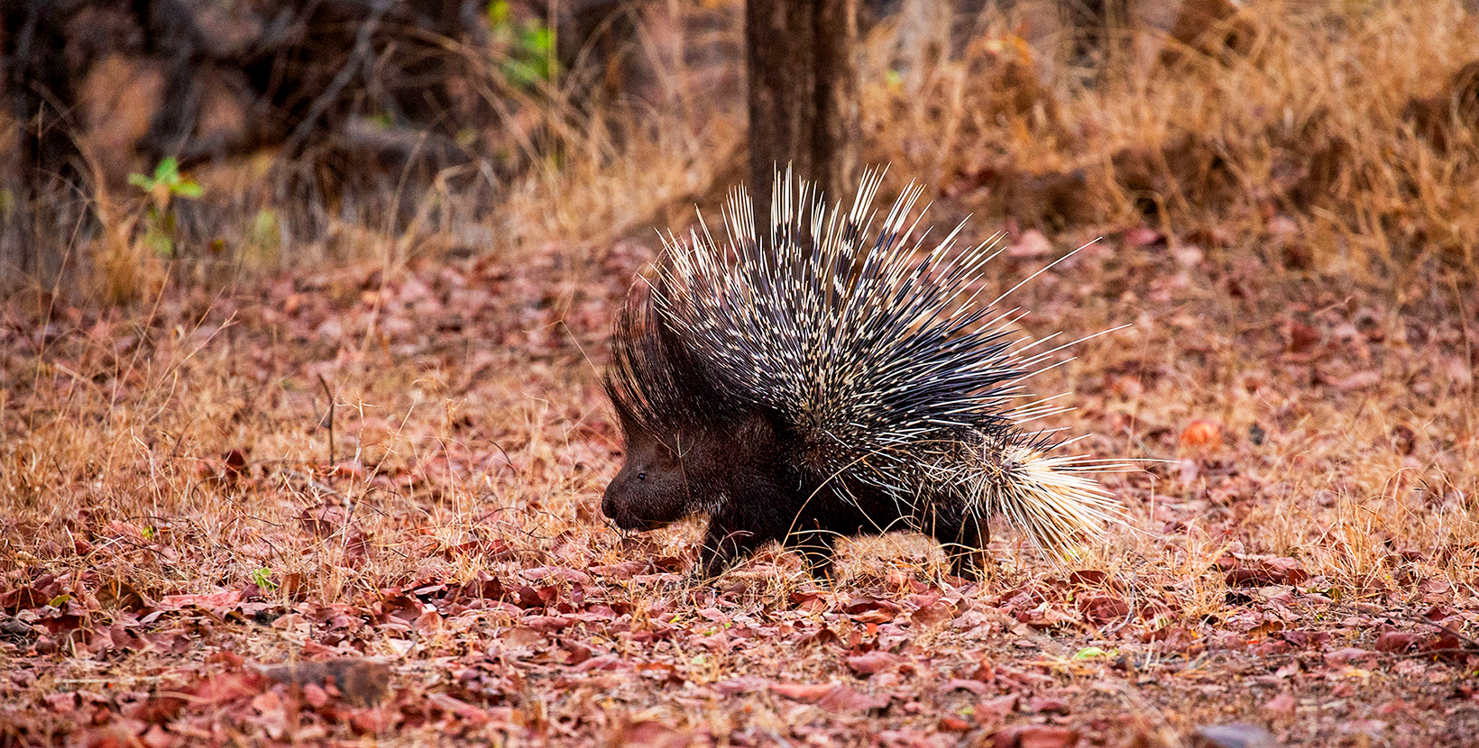 Porcupine in the nature habitat. Indian porcupine in the dayilight. Wildlife scene with very rare and elusive animal. Nocturnal animal in the beautiful indian forest. Hystrix indica