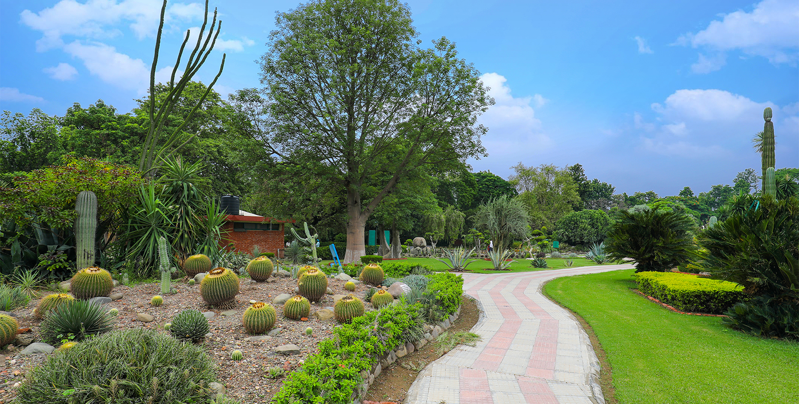 cactus-garden-chandigarh-punjab-6