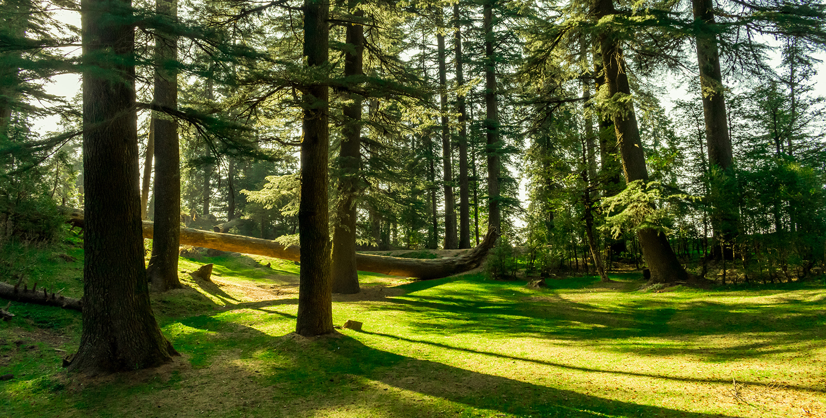 Kalatop Wildlife Sanctuary- a beautiful clearing in the forest, a little Shire