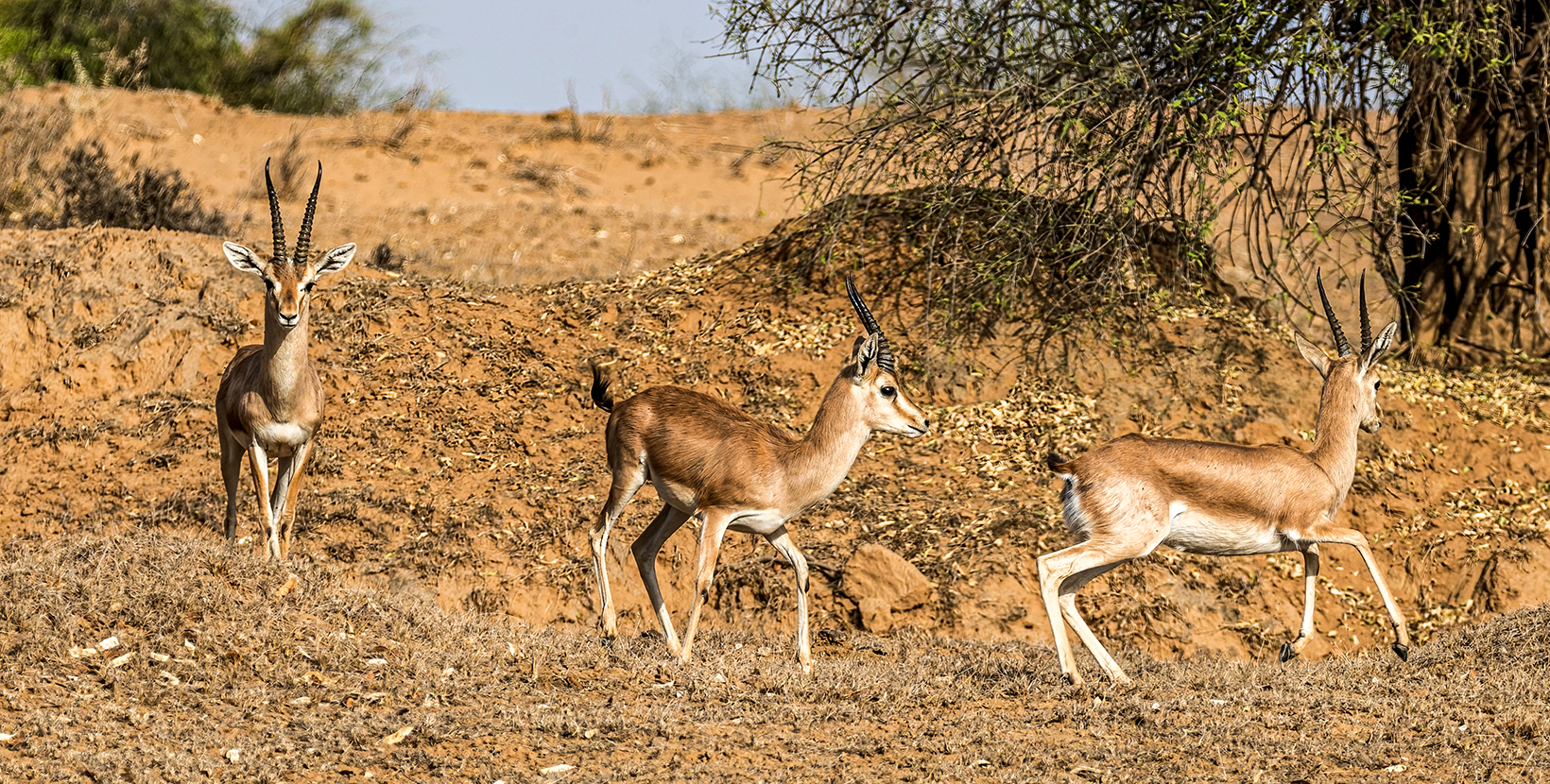 Dancing Chinkara in a forest