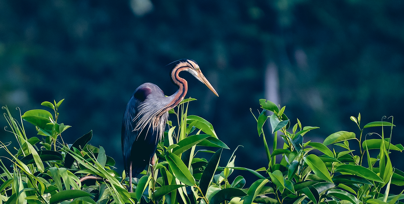 kumarakom-bird-sanctuary-kumarakom-kerala-trip-day3