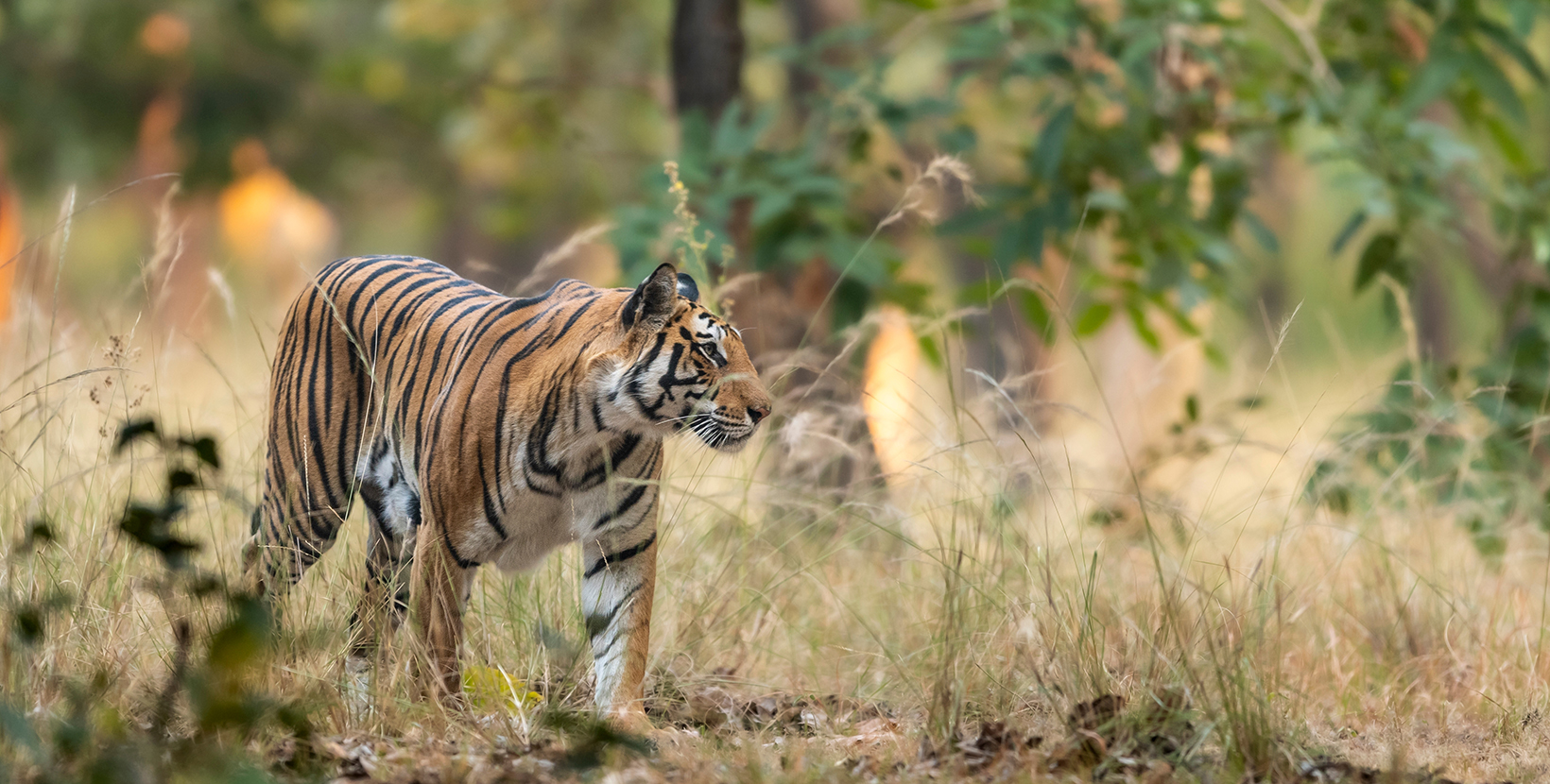 wild bengal female tiger or panthera tigris tigris on prowl in morning for territory marking in natural scenic background at bandhavgarh national park forest or tiger reserve madhya pradesh india asia