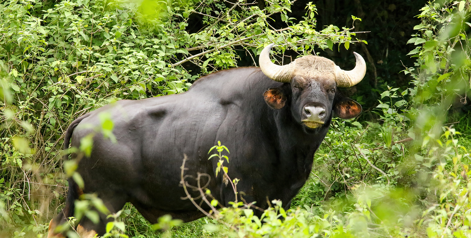 The gaur (Bos gaurus), also called Indian bison, is the largest extant bovine, native to South Asia and Southeast Asia. The gaur is the tallest species of wild cattle.