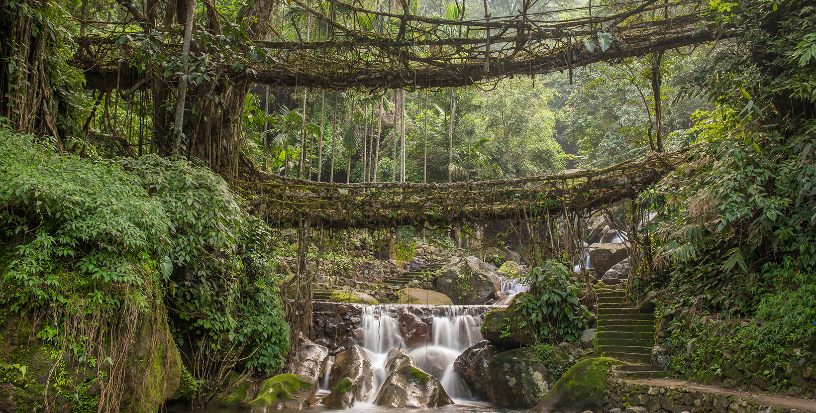 Famous Double Decker living roots bridge near Nongriat village, Cherrapunjee, Meghalaya, India. This bridge is formed by training tree roots over years to knit together.