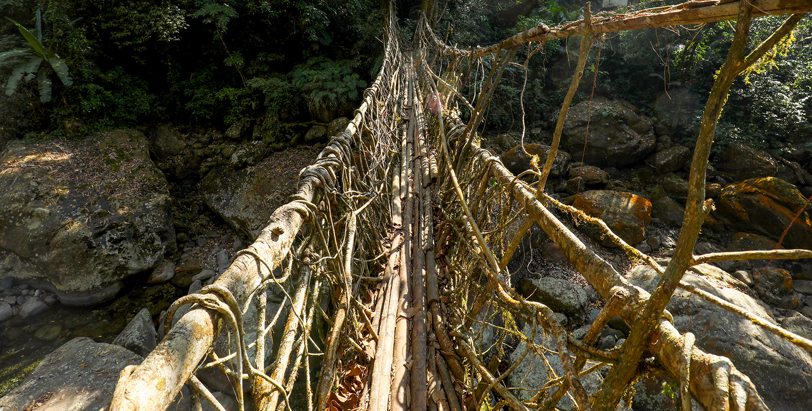 6-living-root-bridge-6