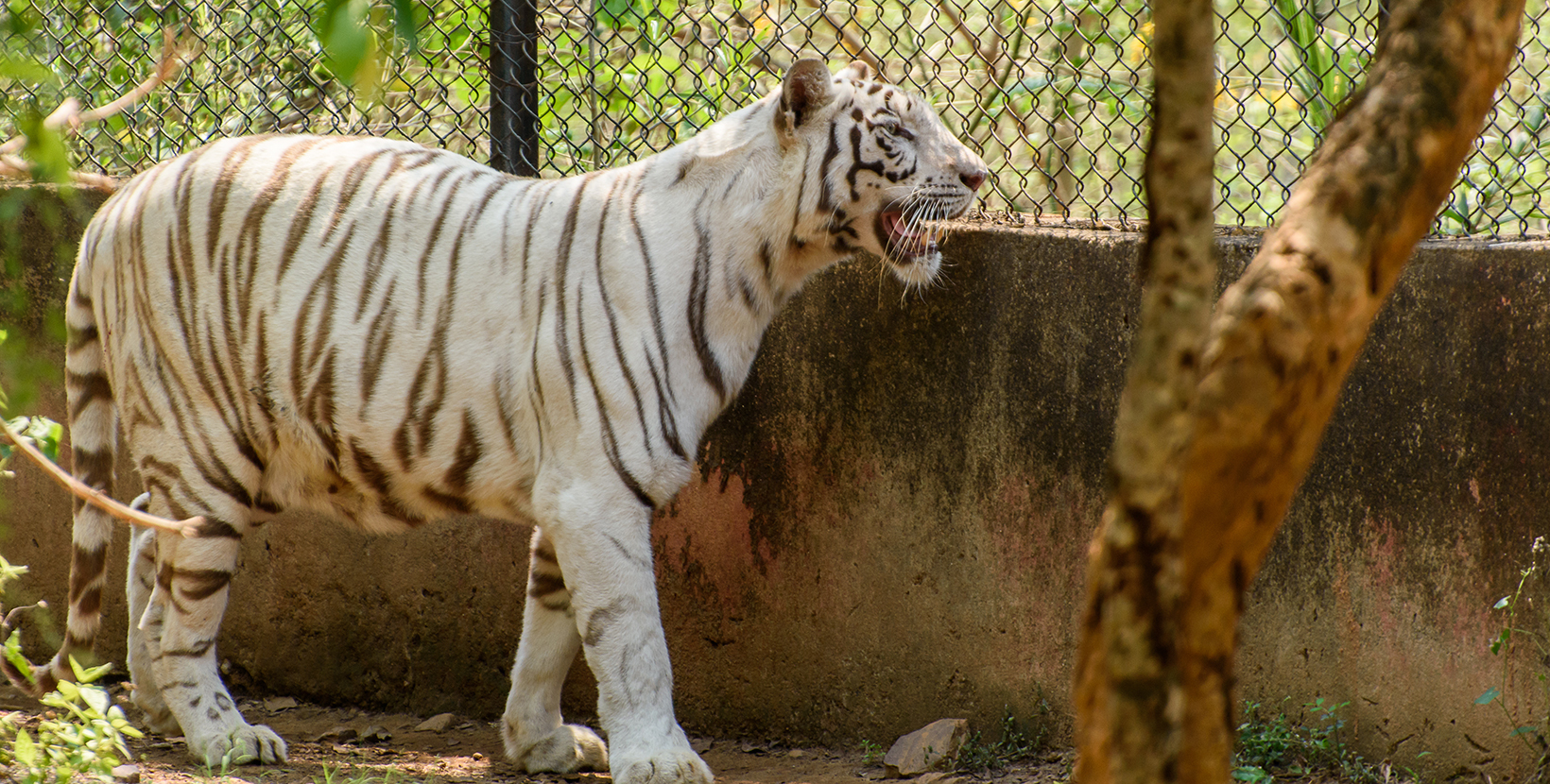 white Tiger