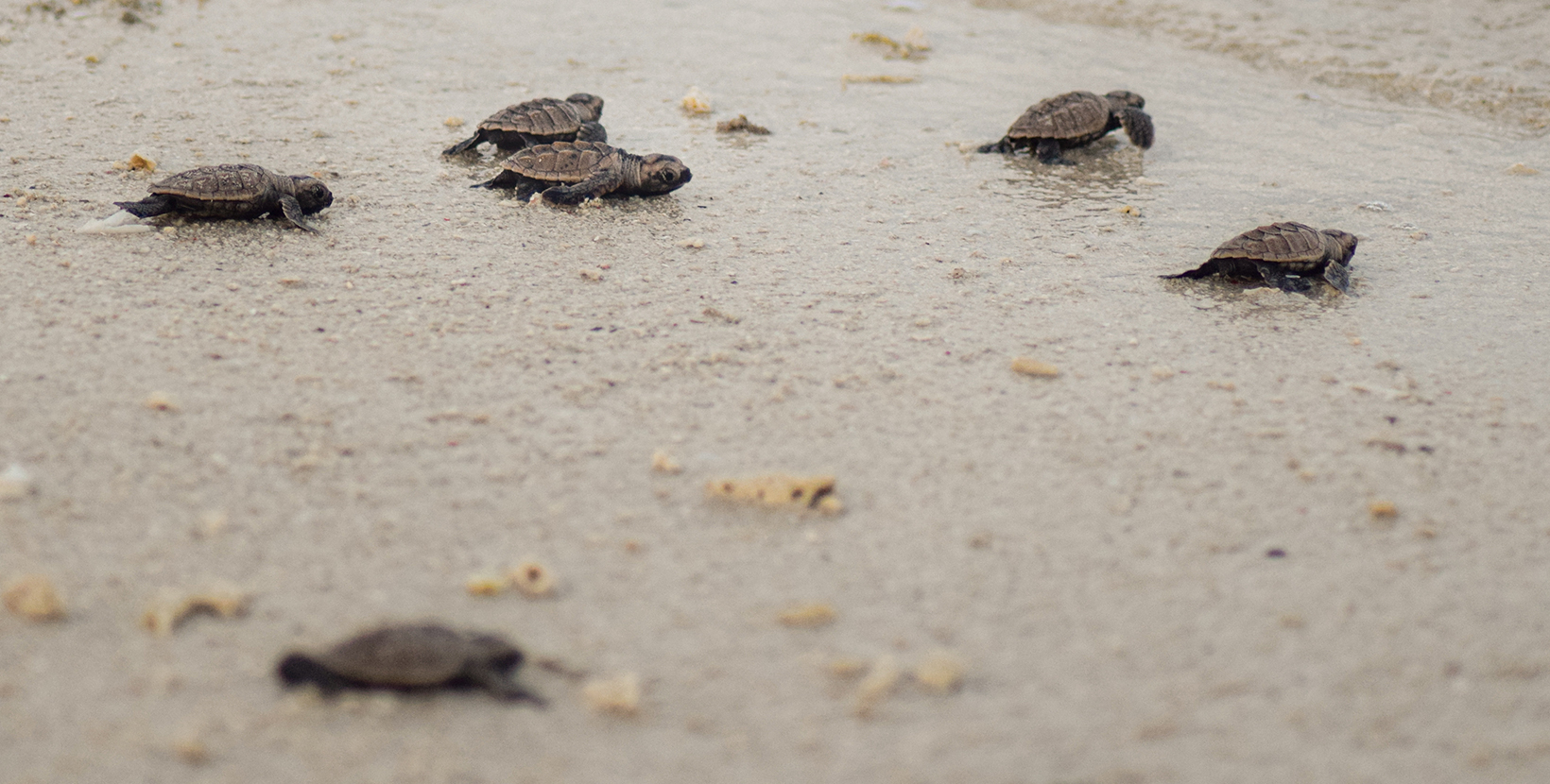 Hatchling green sea turtles heading into the ocean from Borneo