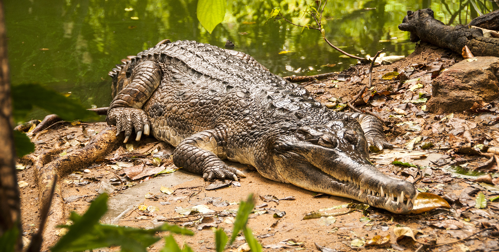 Crocodile at Crocodile Bank Trust Chennai, India.