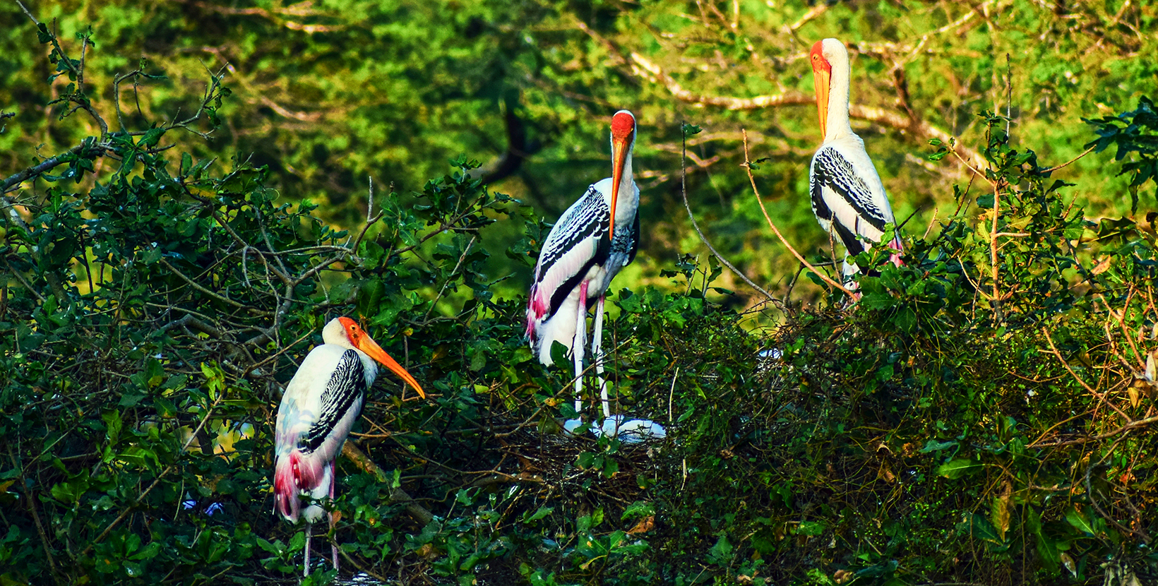 Birds of Vedanthangal bird Sanctuary