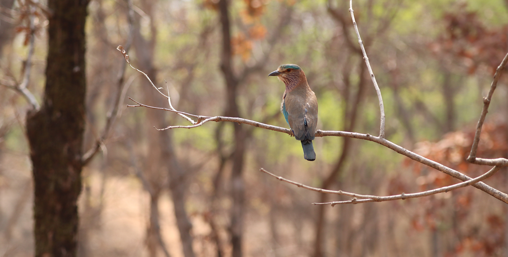 Indian Roller Bird sitting on a branch in Pench National Park, Madhya Pradesh, India. The Indian Roller is a beautiful bird and also the state bird of Odisha, Telangana and Karnataka.