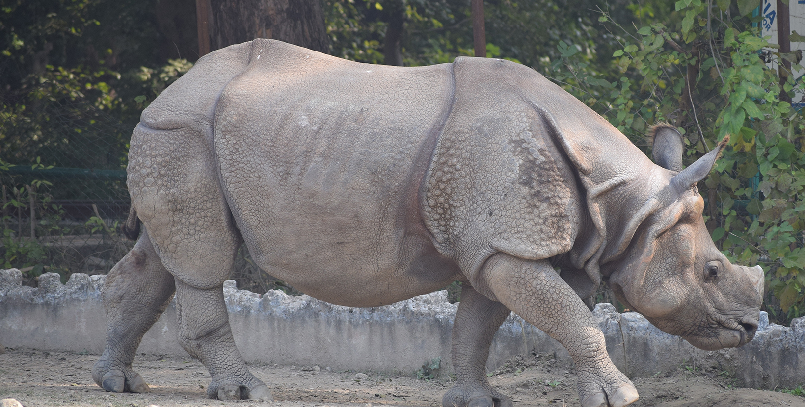 This is a picture of a cute Rhino at Kanpur Zoo. It's on to a decent walk after having its lunch. 