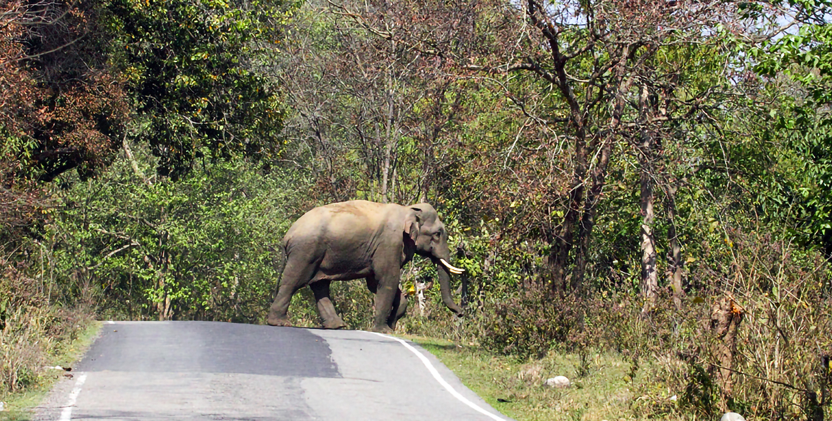 rajaji-tiger-reserve-3