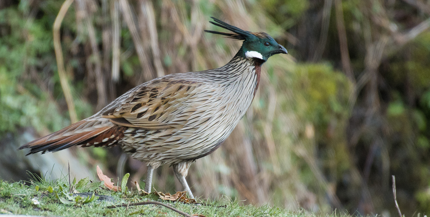 Koklass Pheasant, Pucrasia macrolopha, Kedarnath Wildlife Sanctuary, Chopta, Uttarakhand, India