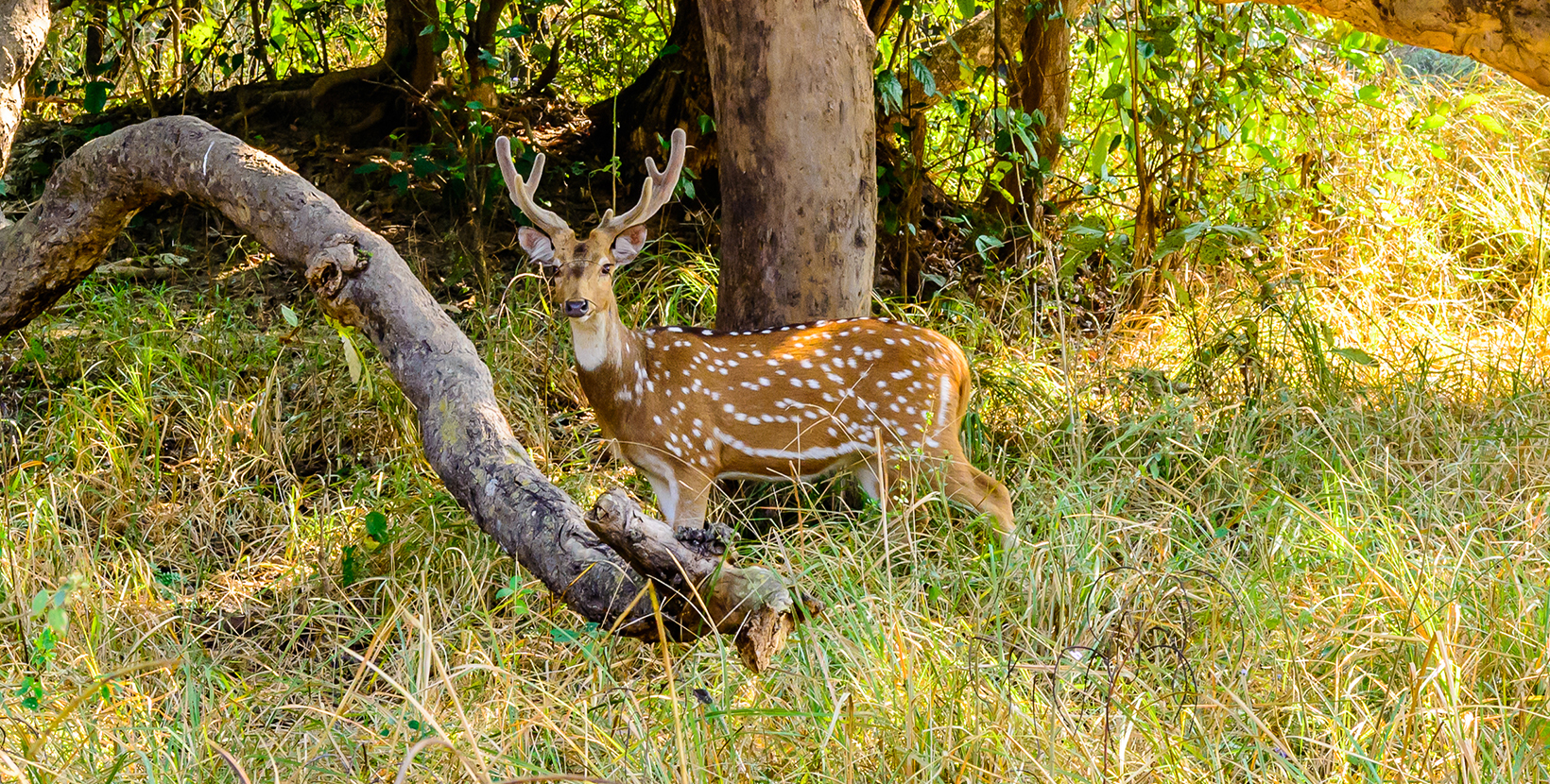 A spotted Deer in the winter sun at Rajaji National Park in Uttarakhand, India.