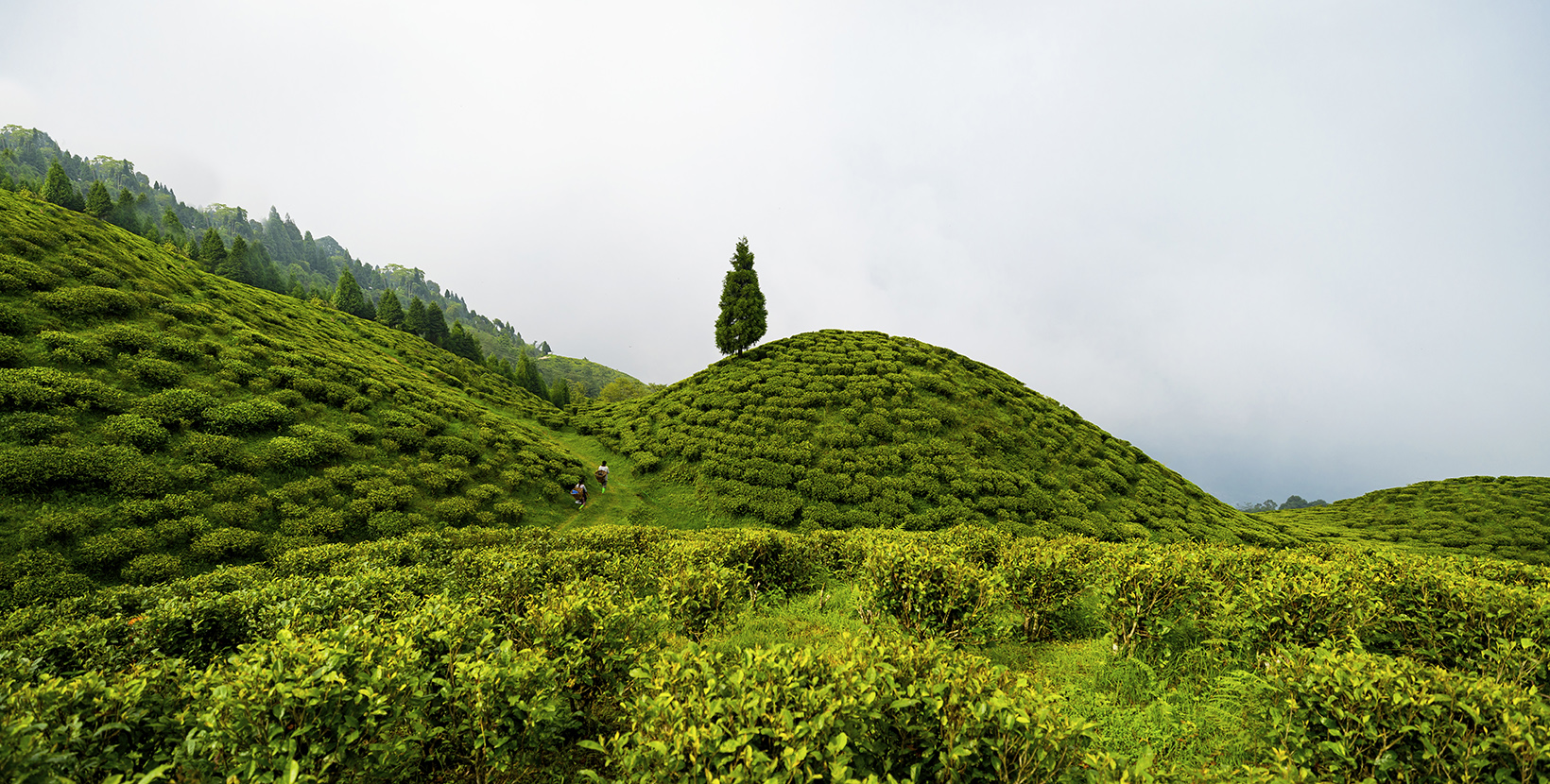 darjeeling-tea-estates