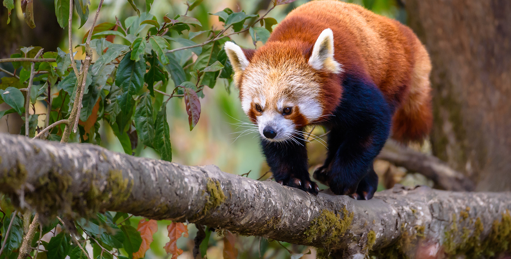 The red panda (Ailurus fulgens), also known as the lesser panda, is a small mammal native to the eastern Himalayas and southwestern China.